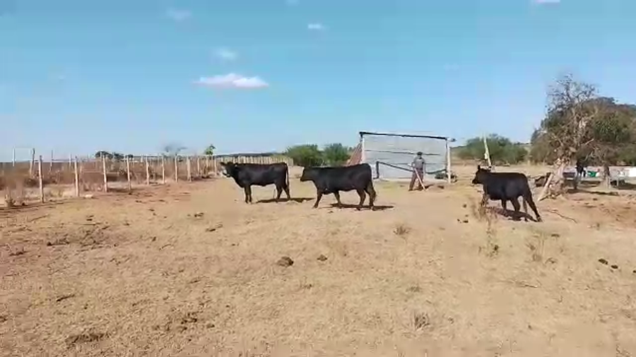 Lote 3 Vaquillonas  AA a remate en Pantalla Camy - Liquidación de Estancia en Camino las Viñas