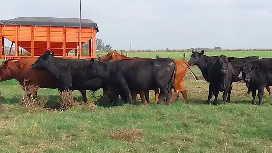 Lote 15 Vacas faena