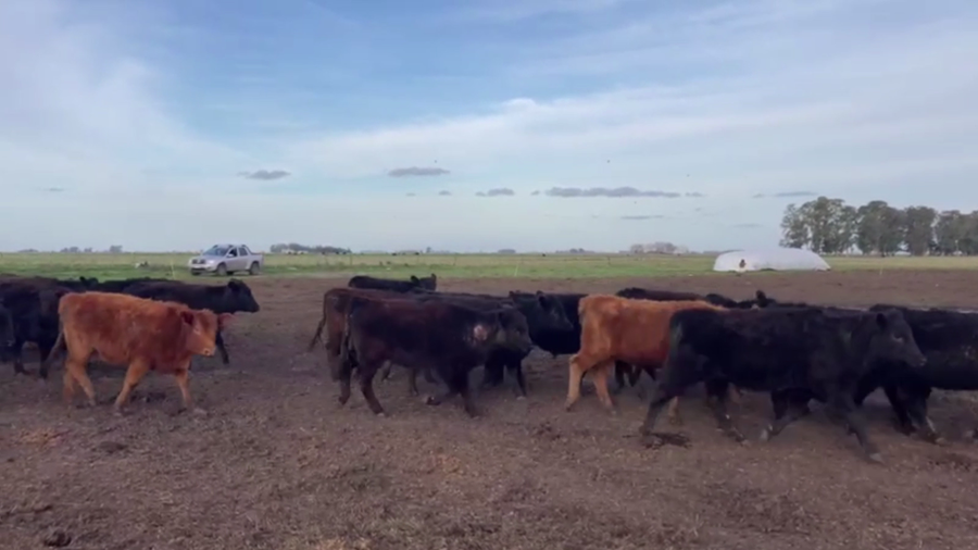 Lote 60 TERN. HEMBRAS, TANDIL, BS. AS.