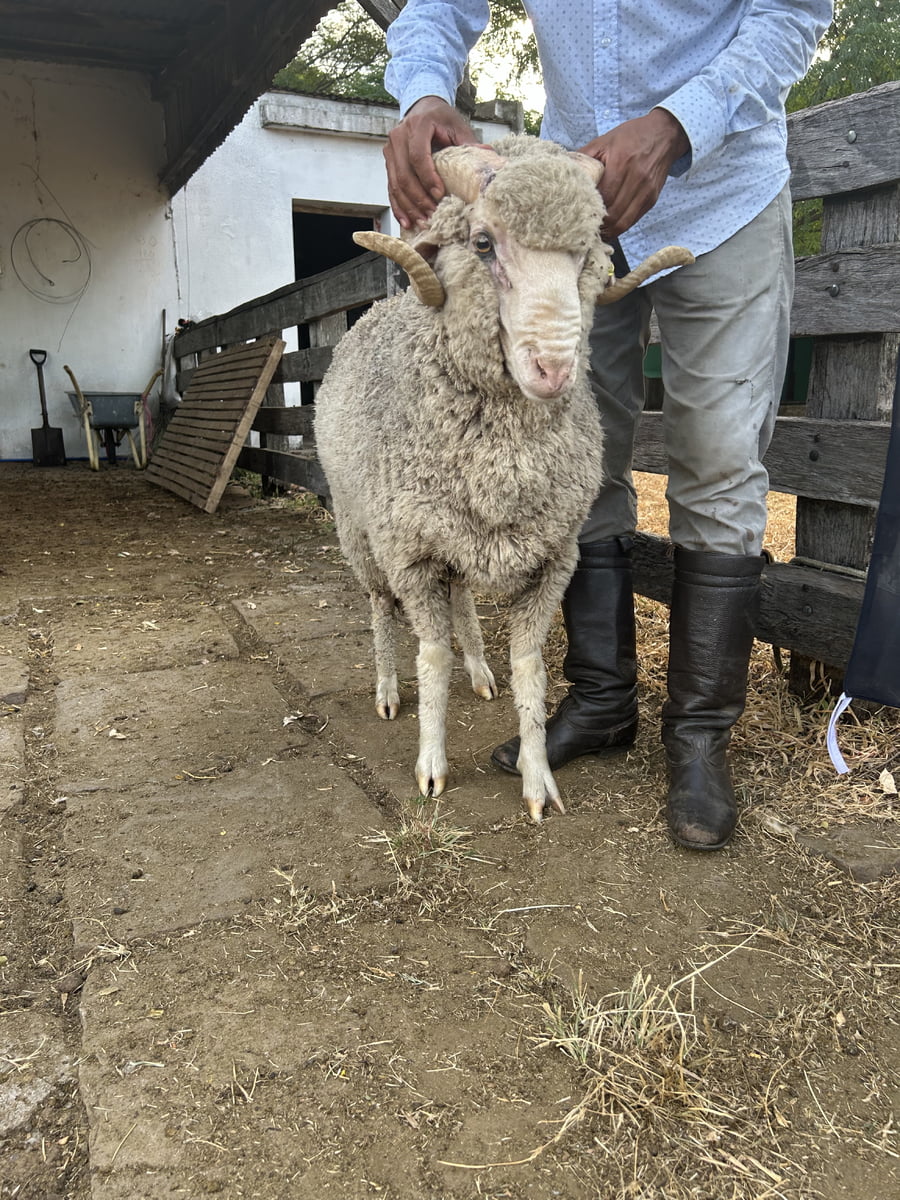 Lote Borrego 2D (MO: No)