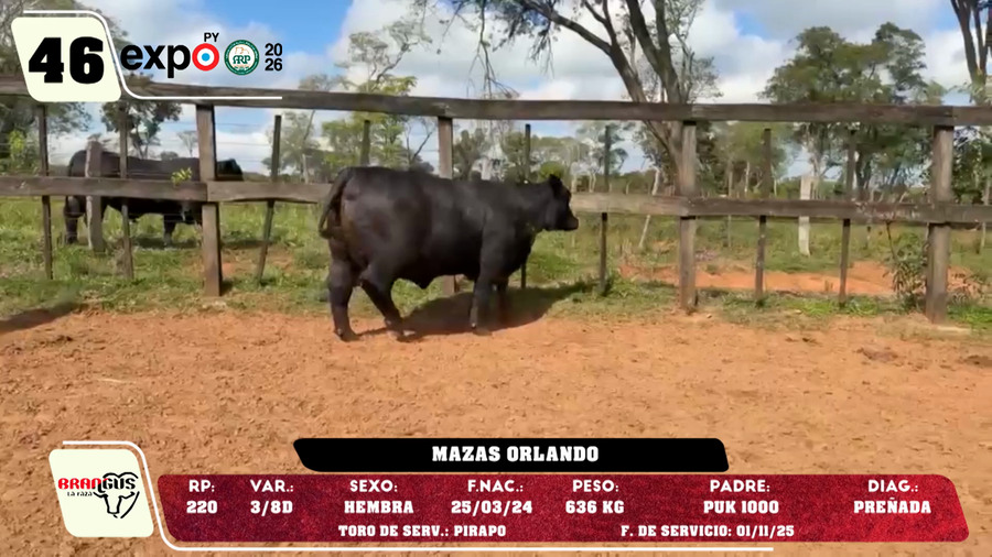 Lote LOTE 46