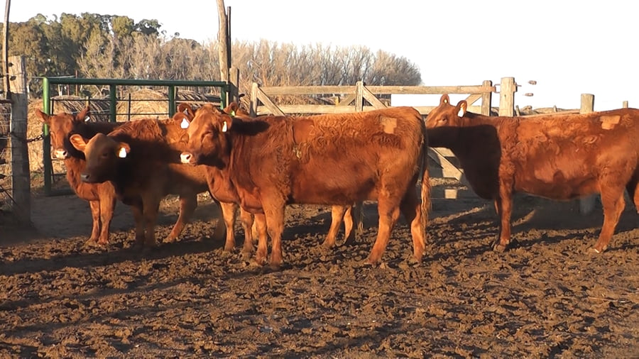 Lote VAQUILLONAS ANGUS PC PARICION AGO/SEP/OCT