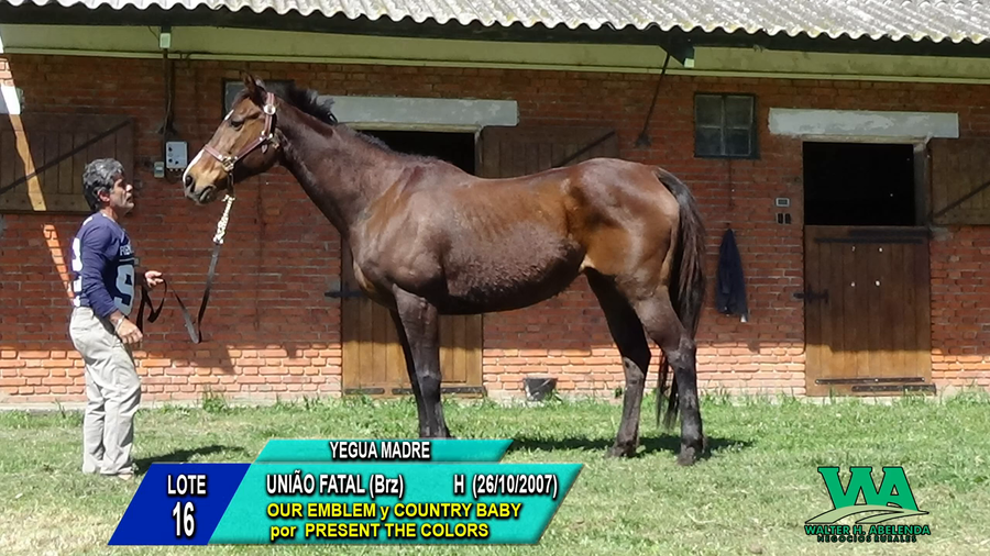 Lote UNIÃO FATAL (Brz)