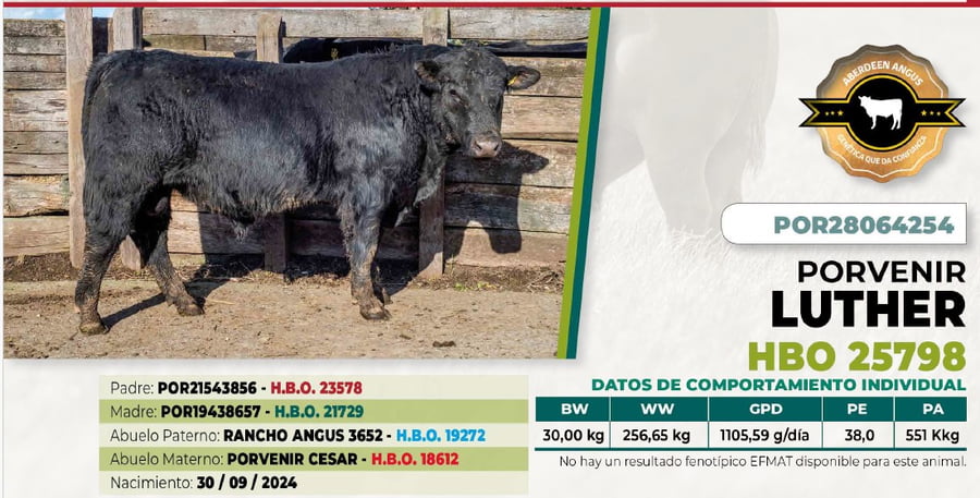 Lote 1 Toro LUTHER DIIO 4254