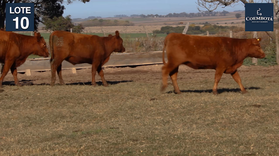 Lote CABAÑA "COEMBOTA" DE CALDERON VIENTRES PC Y MAS COLORADOS PREÑADOS
