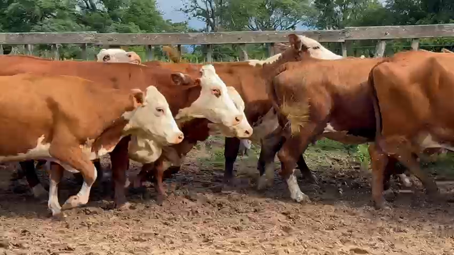 Lote 34 Vacas de invernar en Corrientes, Goya