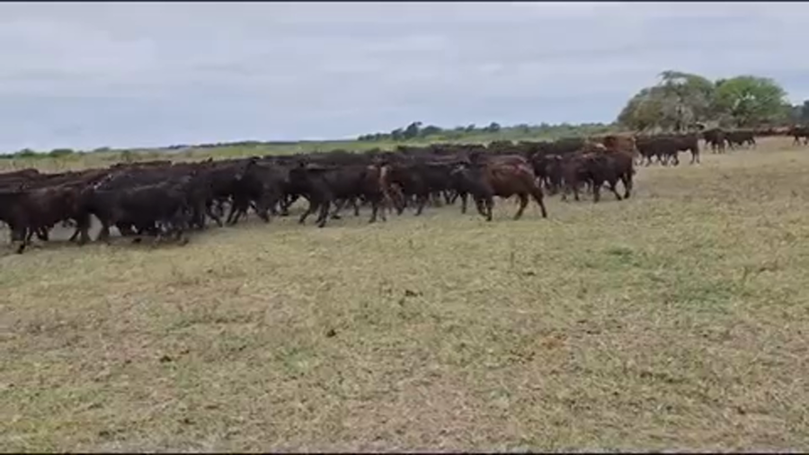 Lote 210 Terneras en Pirané, Formosa