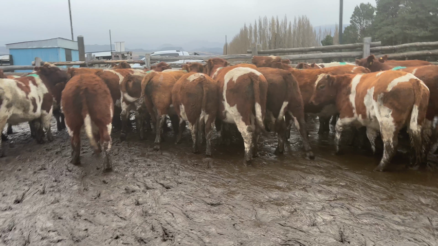Lote 40 Novillo Engorda en Coyhaique, XI Región Aysén