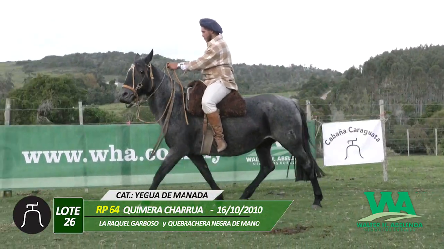 Lote QUIMERA CHARRUA