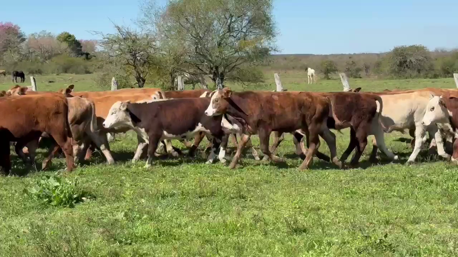 Lote 115 Terneros en Corrientes, Mercedes