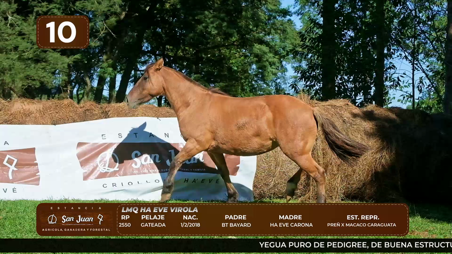 Lote LOTE 10