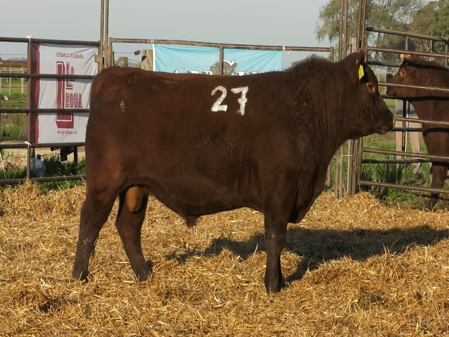 Lote TOROS ANGUS COLORADOS PC