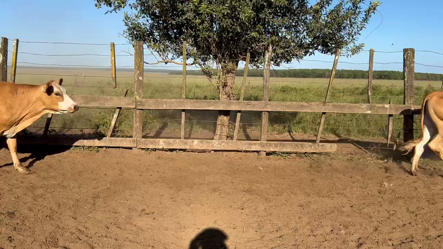 Lote 65 Novillitos en Virasoro, Corrientes