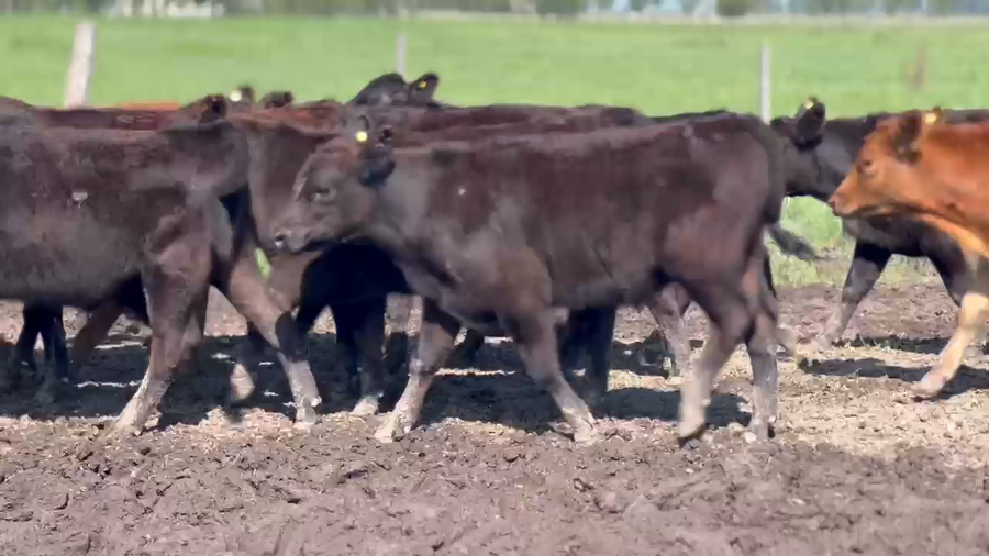 Lote 17 Terneros