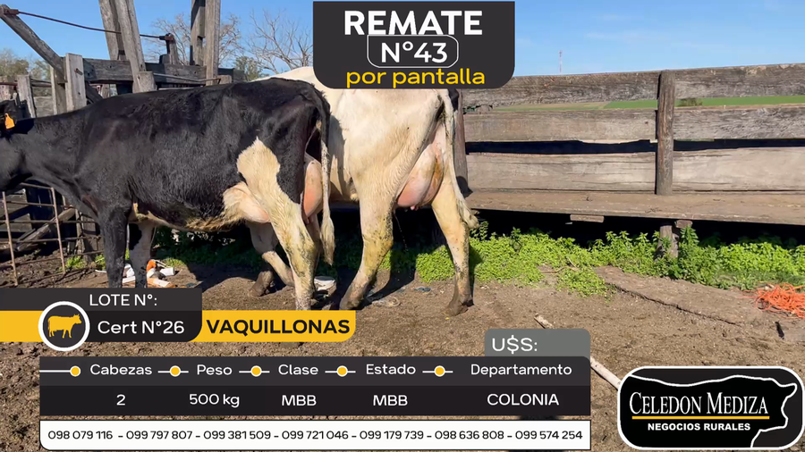 Lote 2 Vacas en produccion en Otra Localidad, Colonia