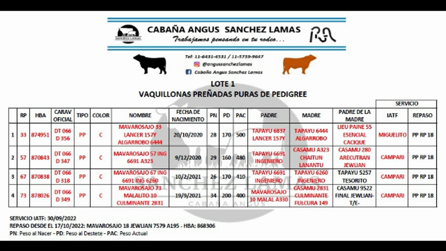 Lote Vaquillonas Preñadas PP - SANCHEZ LAMAS