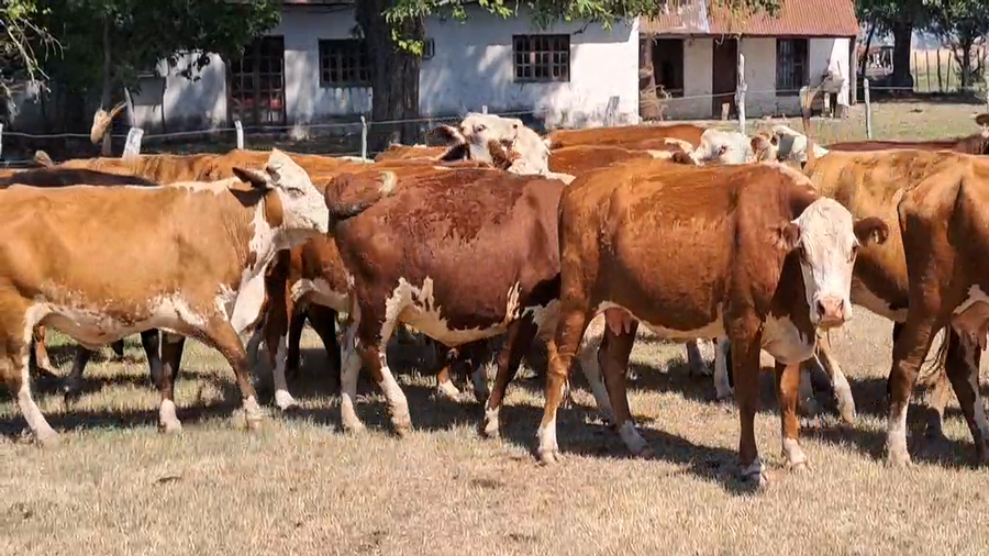 Lote 54 Vacas usadas preñadas en Corrientes, Felipe Yofré