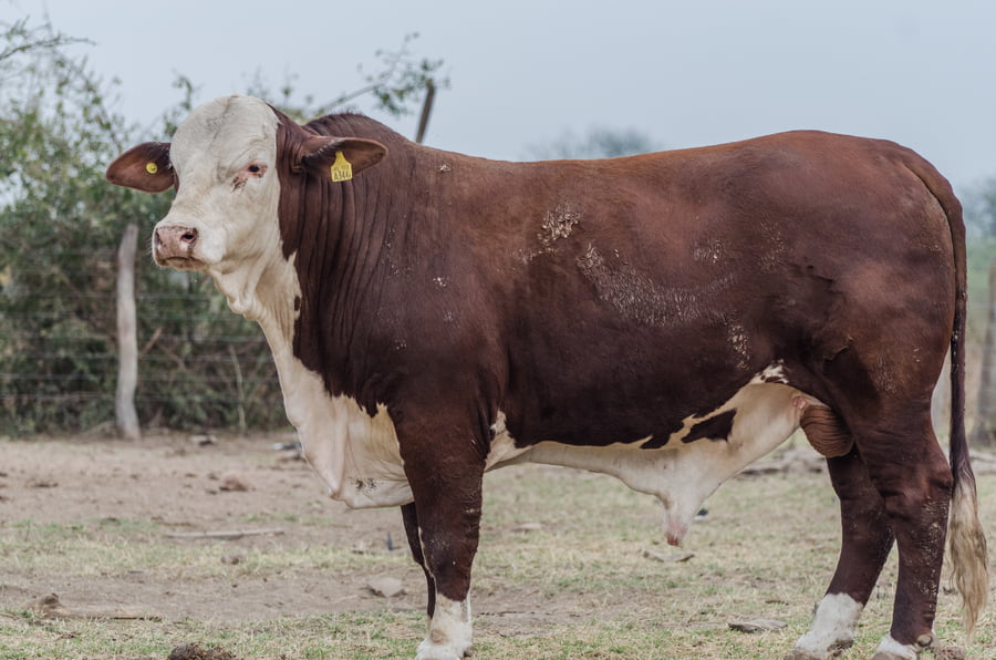 Lote Corral 11 - CABAÑA MILENA