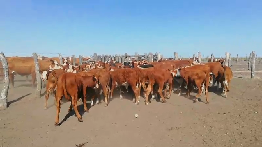 Lote 75 Terneros en Entre Ríos, Concordia