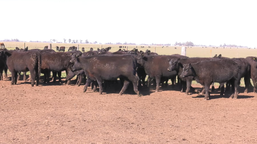 Lote VAQUILLONAS PURAS POR CRUZAS