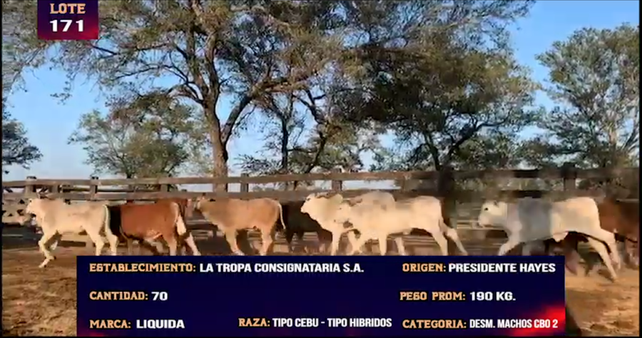 Lote LOTE 171 -  70 DESMAMANTES MACHOS CBO 2