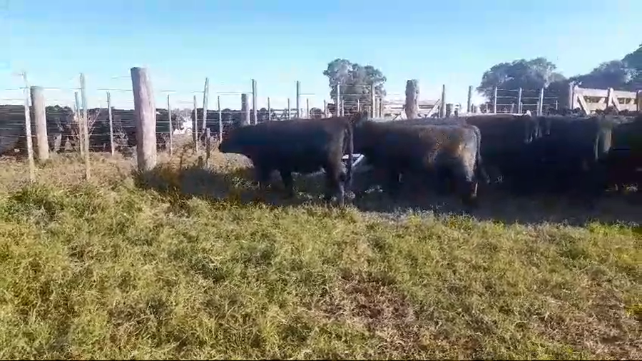 Lote 65 Terneros/as en Ayacucho, Buenos Aires