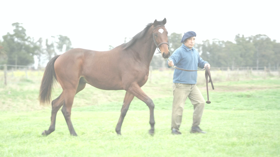 Lote TOP ONE NIK (NICODEMUS -  MISS TOP ONE)