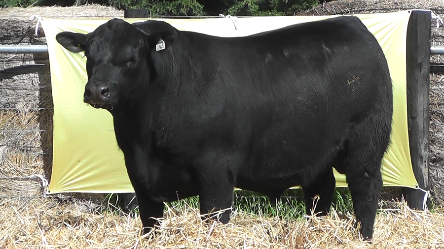 Lote TOROS A. ANGUS PURO PEDIGREE
