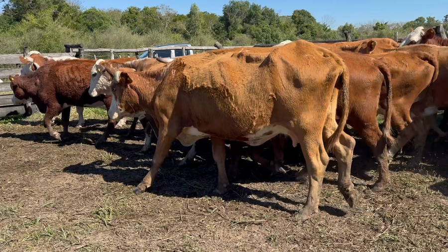 Lote 35 Vacas medio uso C/ gtia de preñez en Corrientes, San Roque