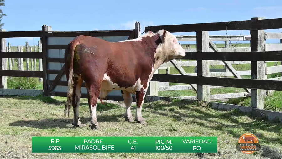 Lote TOROS P.O DE 2 AÑOS