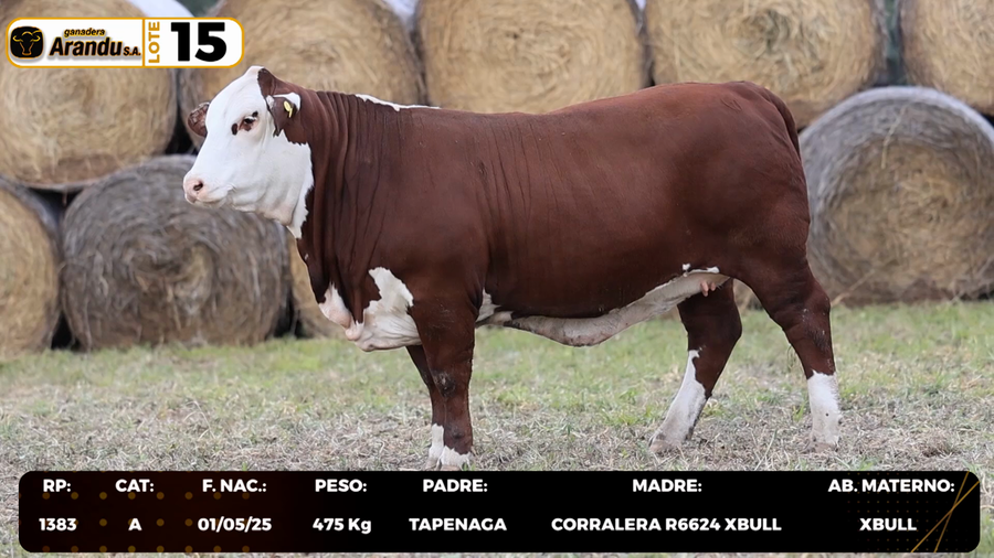 Lote LOTE 15