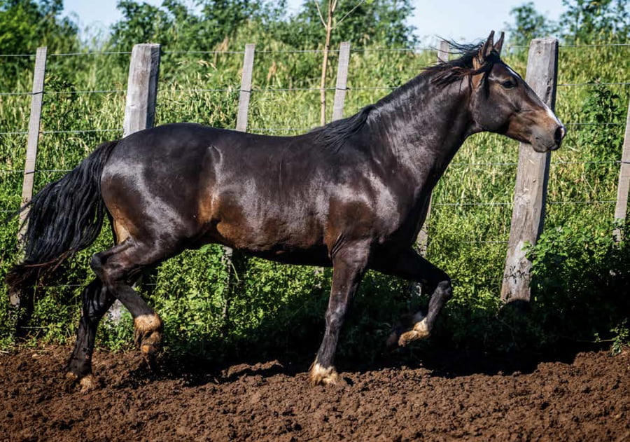 Lote TAÑIDO FLOJITO