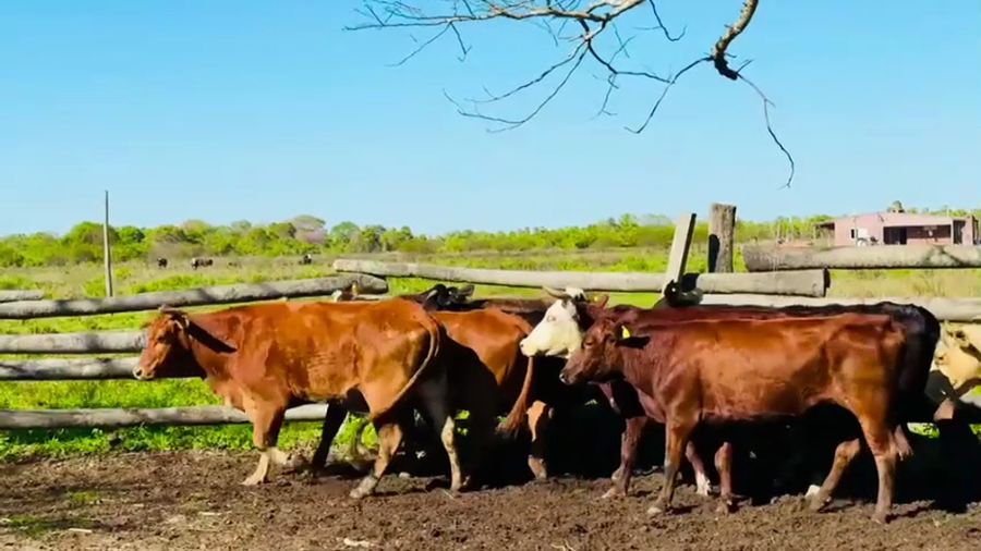 Lote 28 Vacas medio uso C/ gtia de preñez en Chaco, Margarita Belén
