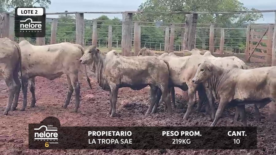 Lote LOTE 2