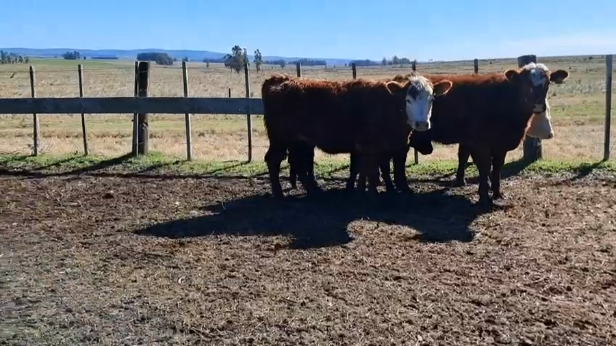Lote 63 Terneras 42 RA X HE,  10 AA X HE,  9RA,  2AA a remate en 5º Remate Pantalla Bachino 240kg -  en RINCÓN DE APARICIO, A 15KM DE RUTA 13 A 30KM DE AIGUÁ