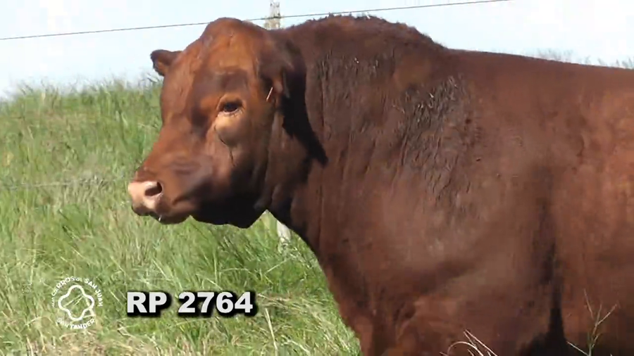 Lote RED ANGUS