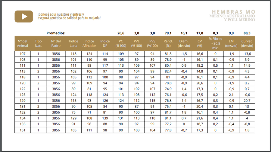 Lote Vientres tatuadas MO
