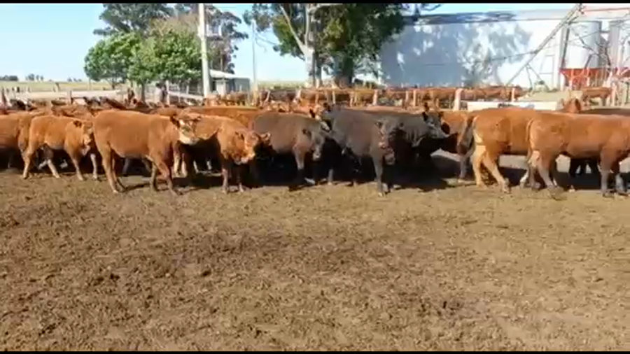 Lote 70 Terneras en Federal, Entre Ríos