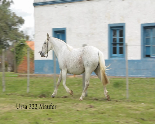 Lote URSA 322 MAUFER