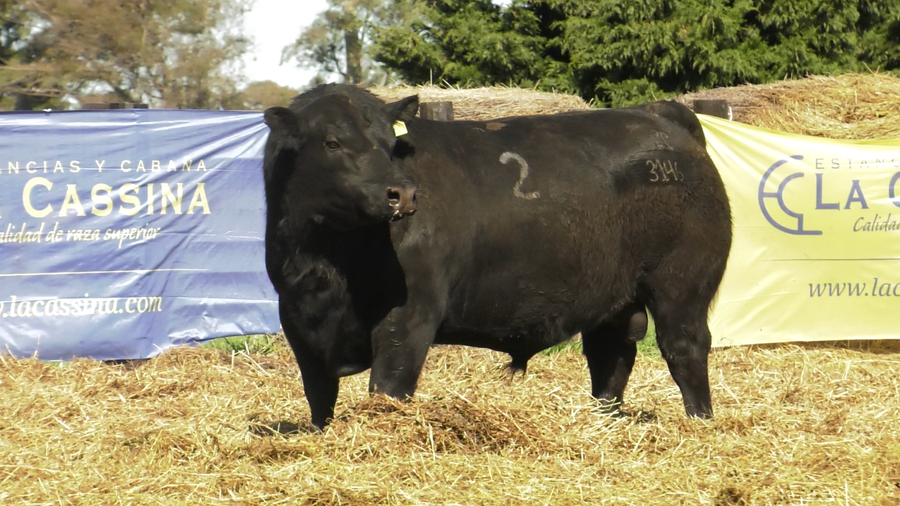 Lote TOROS ANGUS PURO CONTROLADO