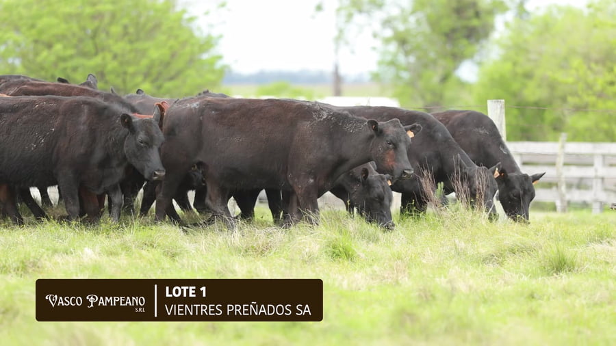 Lote VIENTRES PREÑADOS SA