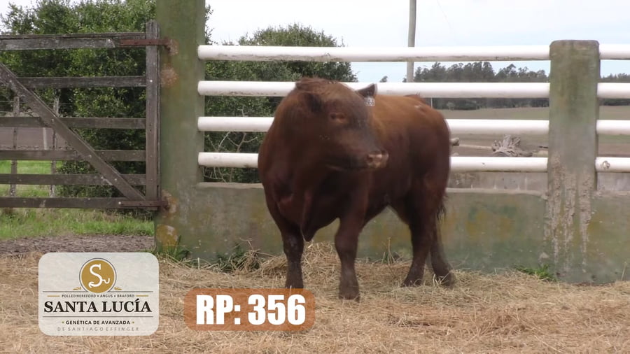 Lote Angus