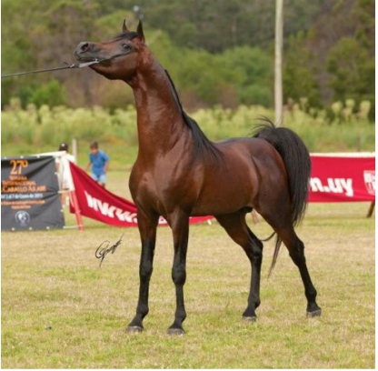 Lote HDT PRINCE OF MARWAN