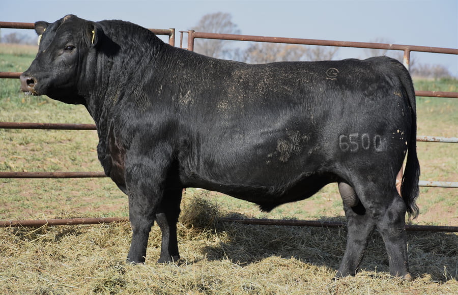 Lote TOROS (Corral 11)