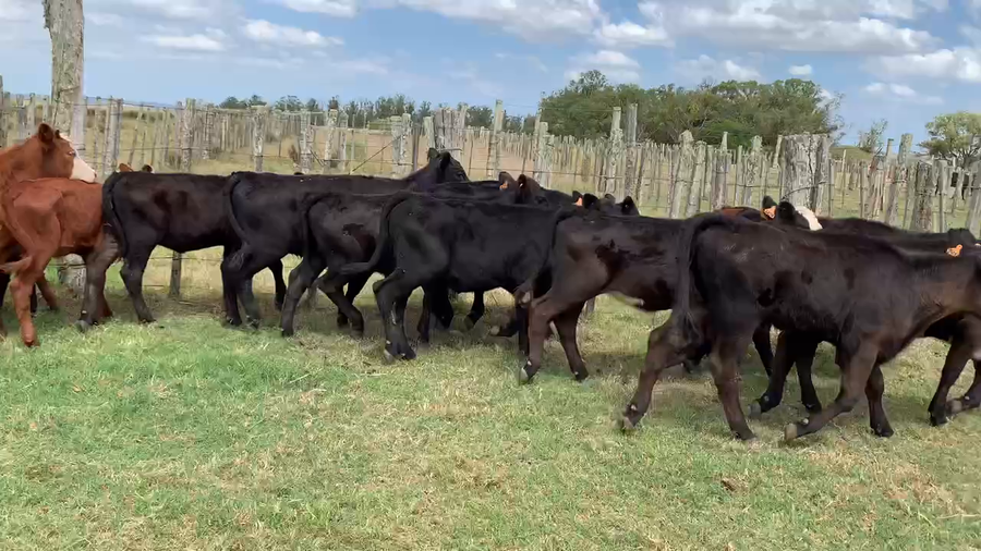 Lote 18 Terneras en Tupambaé, Cerro Largo