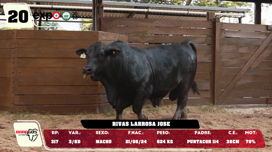 Lote LOTE 20