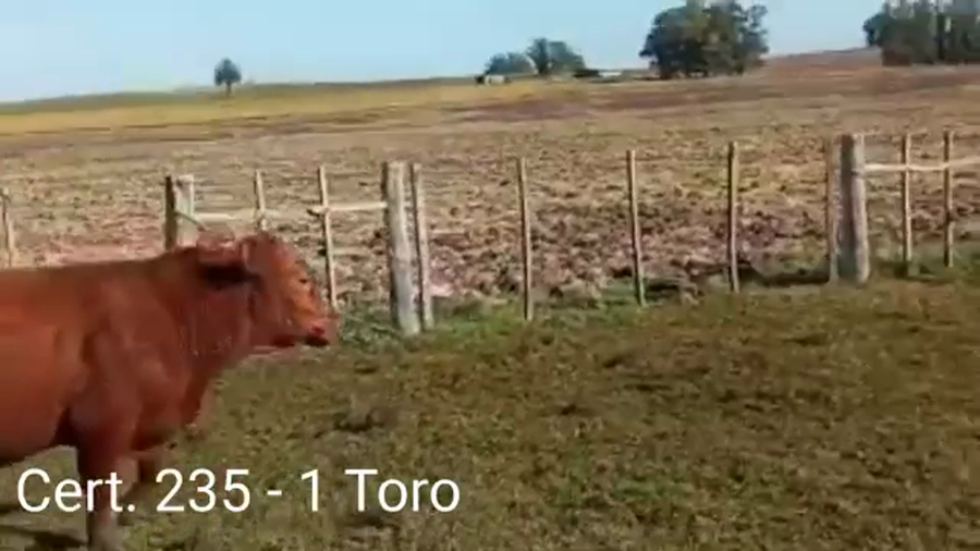 Lote TOROS