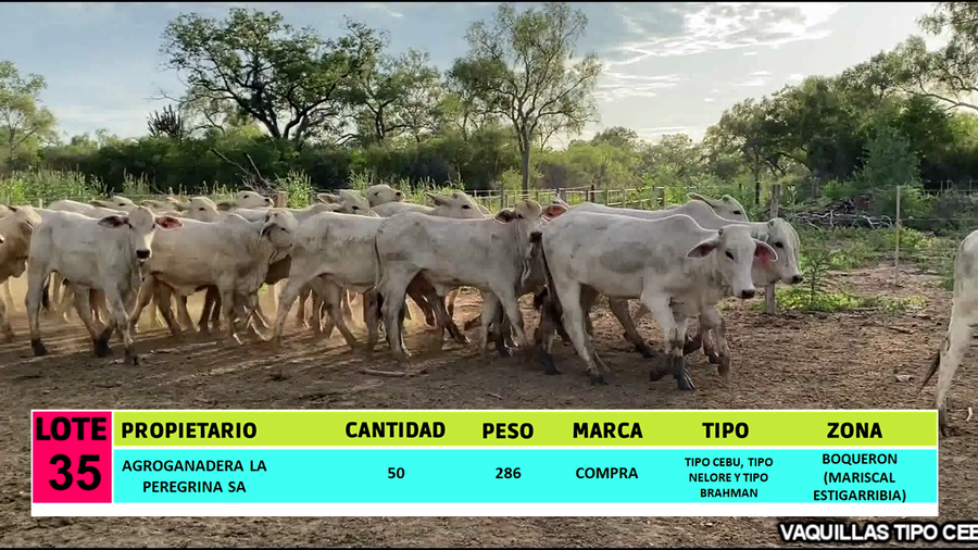 Lote LOTE 35 - 50 VAQUILLAS CBO 1