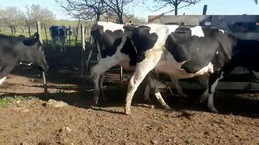 Lote 5 Vaquillonas 1 a 2 años HOLANDO a remate en PANTALLA CAMY - SAN JOSE  1500 VACUNOS 450kg - , San José