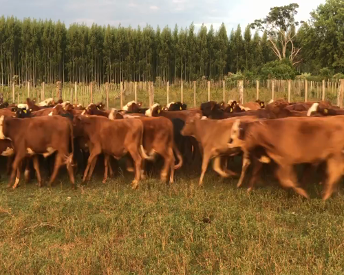 Lote 82 Novillitos en Virasoro, Corrientes